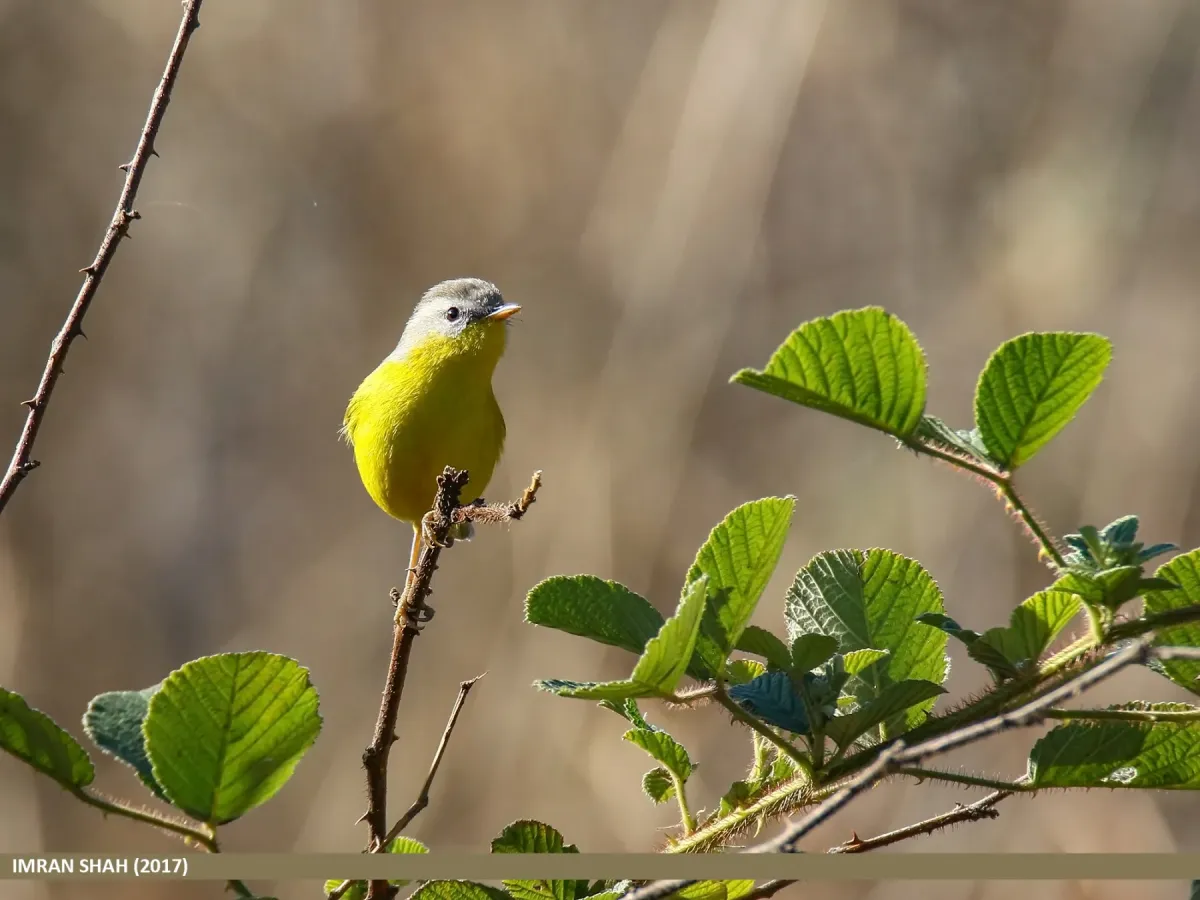 File:Grey-hooded Warbler (Phylloscopus xanthoschistos) (46323855774).jpg