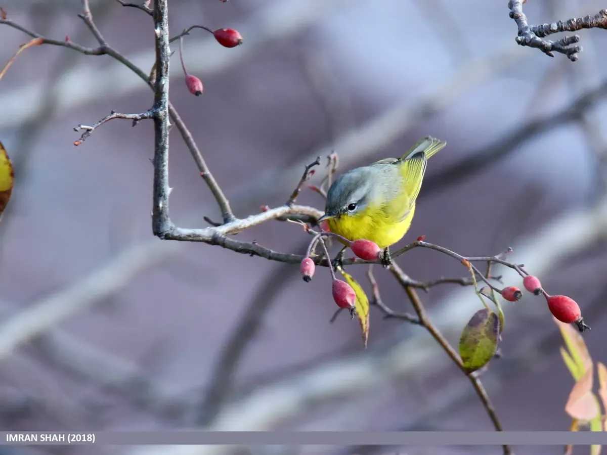 File:Grey-hooded Warbler (Phylloscopus xanthoschistos) (46526994452).jpg