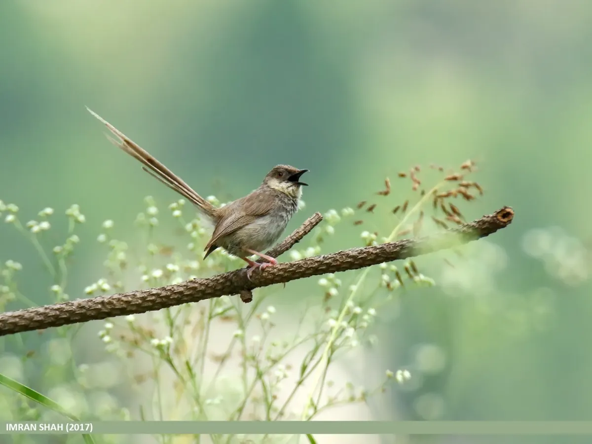 File:Grey-breasted Prinia (Prinia hodgsonii) (45854904784).jpg