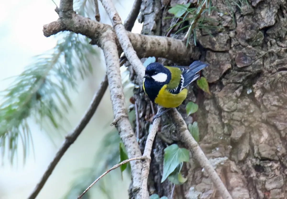 File:Green-backed Tit (Parus monticolus) (44761211420).jpg