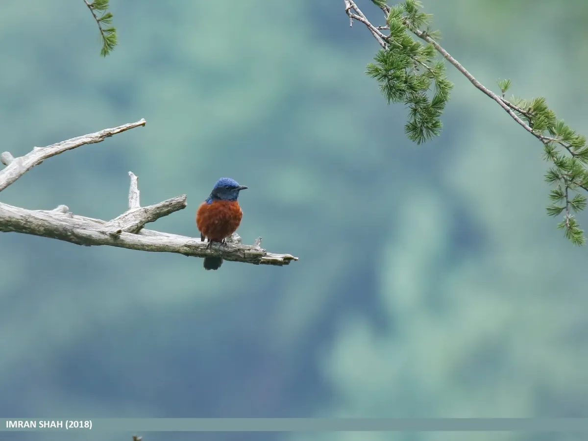 File:Chestnut-bellied Rock-thrush (Monticola rufiventris) (46523215872).jpg