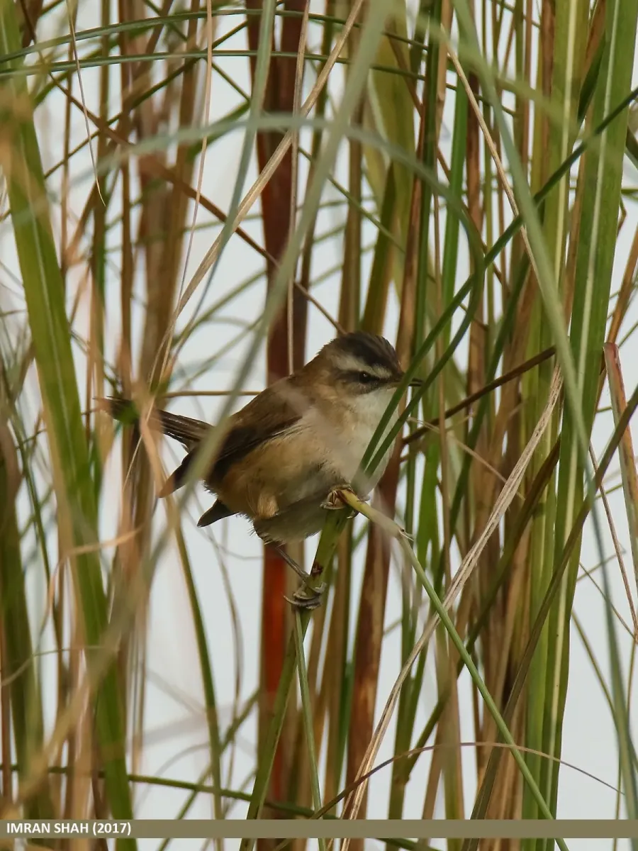 File:Moustached Warbler (Acrocephalus melanopogon) (34059756006).jpg