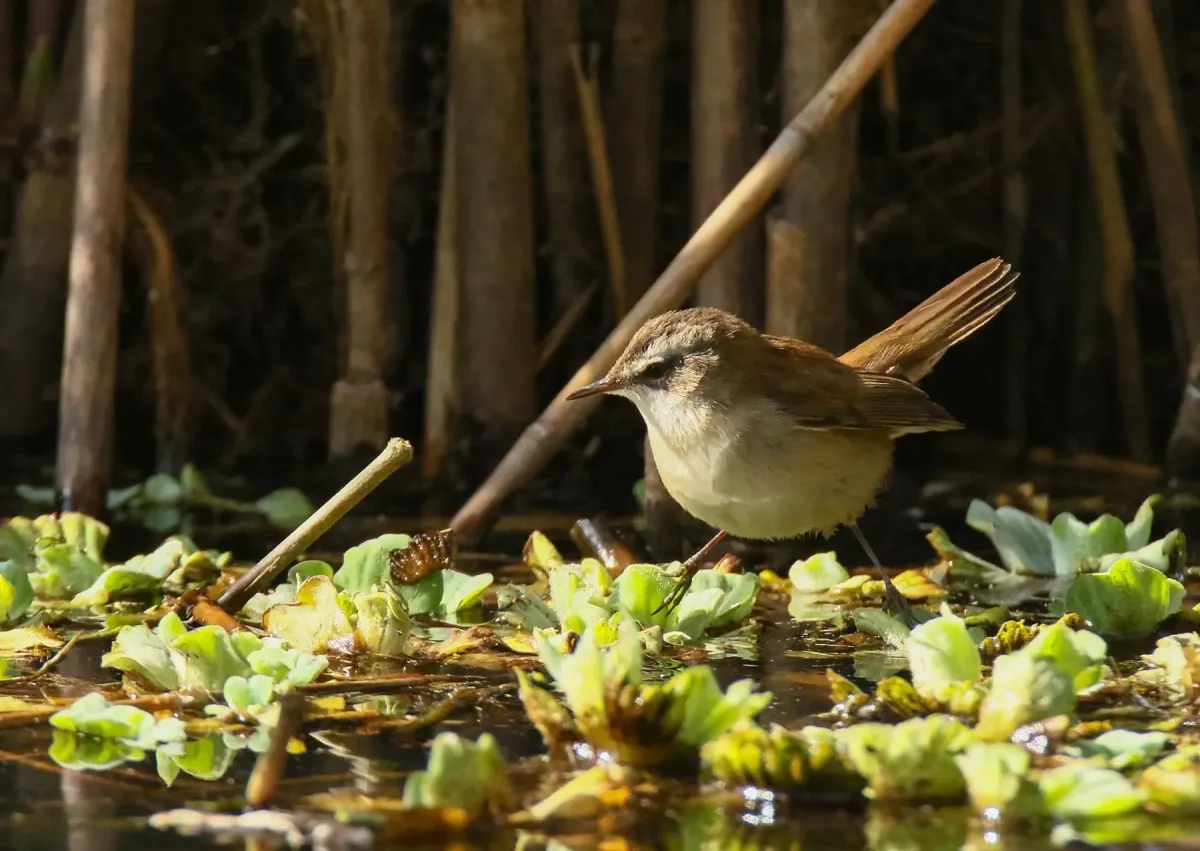 File:Moustached Warbler (Acrocephalus melanopogon) (32382232854).jpg