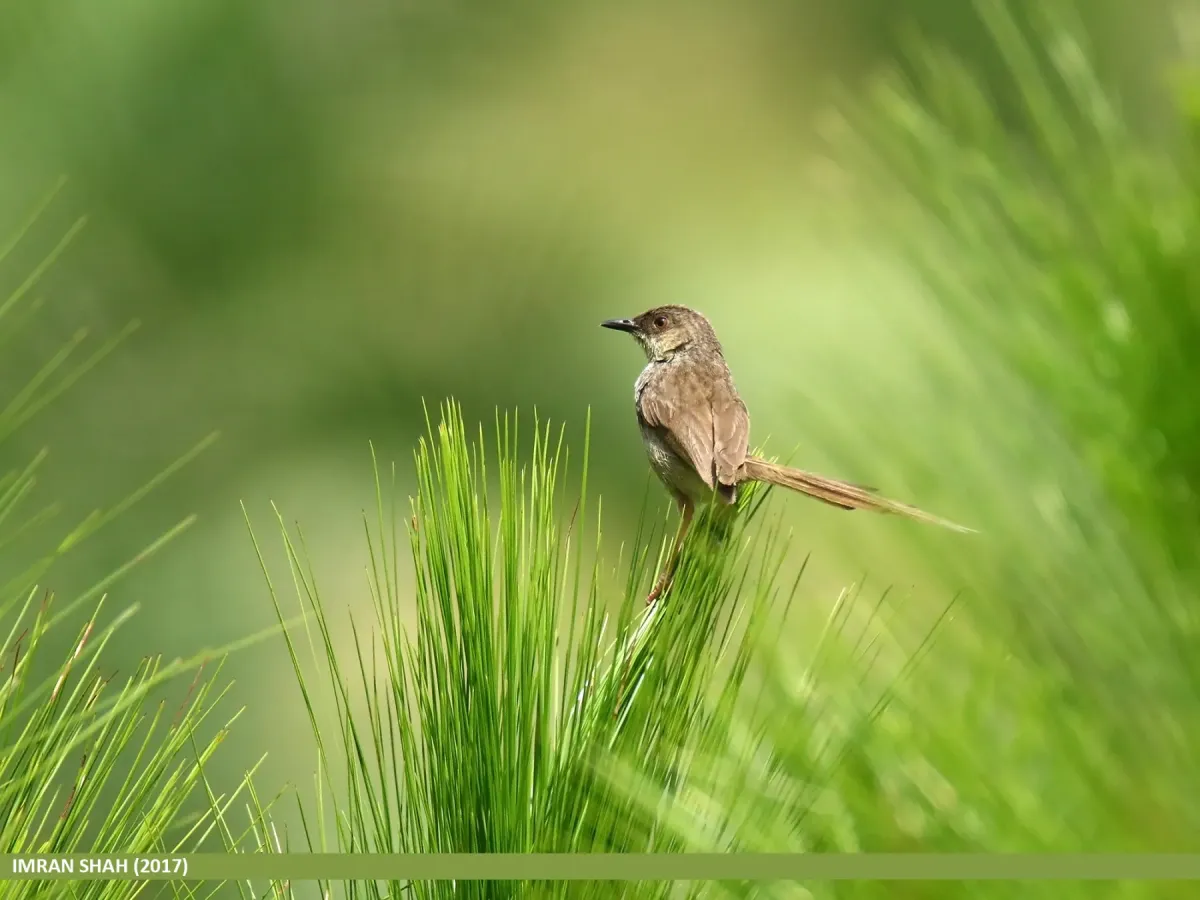 File:Grey-breasted Prinia (Prinia hodgsonii) (37199113775).jpg