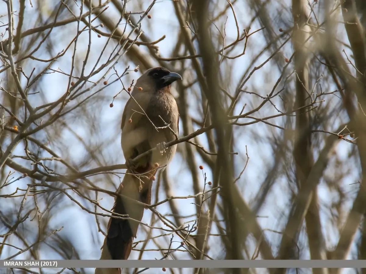 File:Grey Treepie (Dendrocitta formosae) (37097044165).jpg