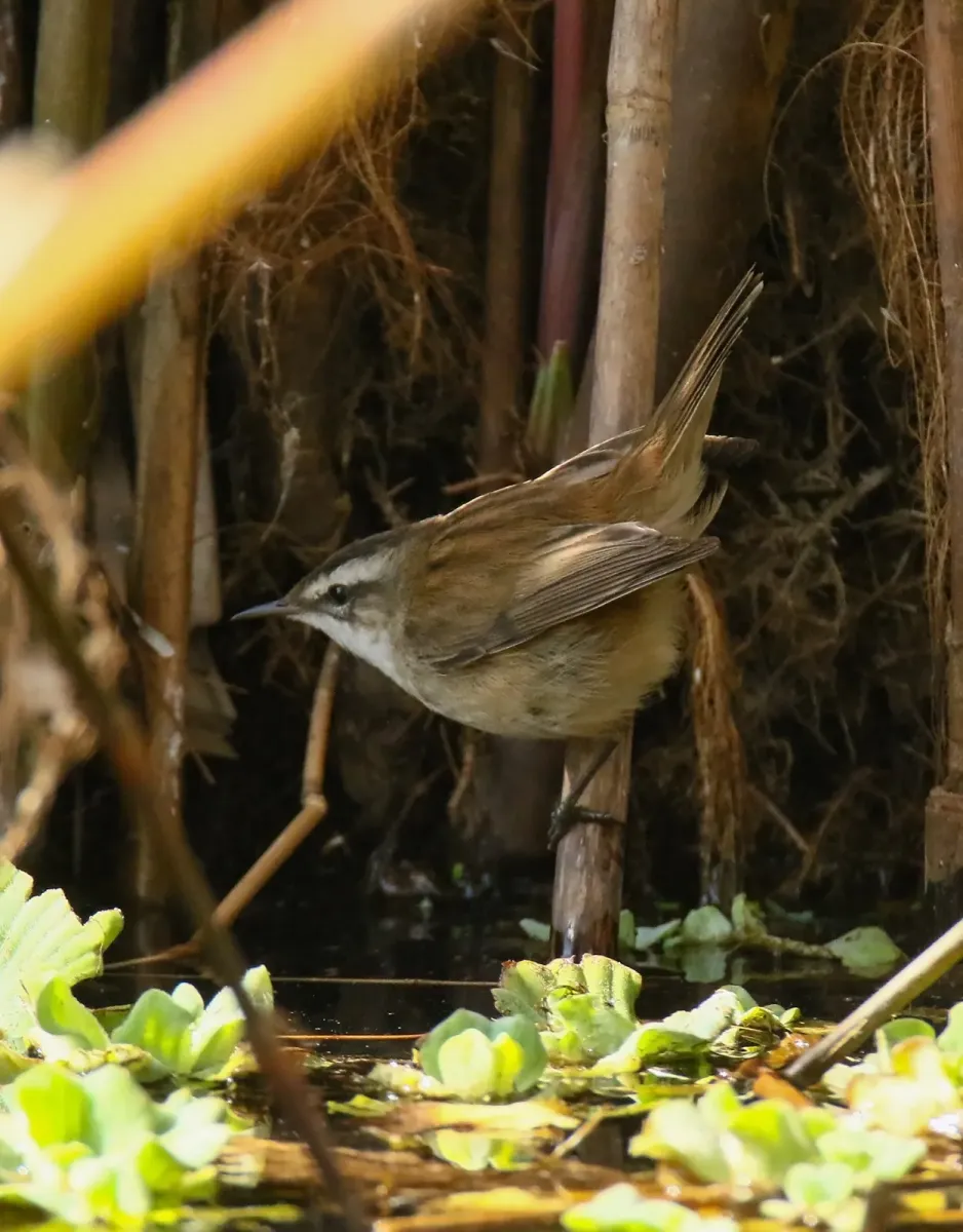 File:Moustached Warbler (Acrocephalus melanopogon) (33906770030).jpg