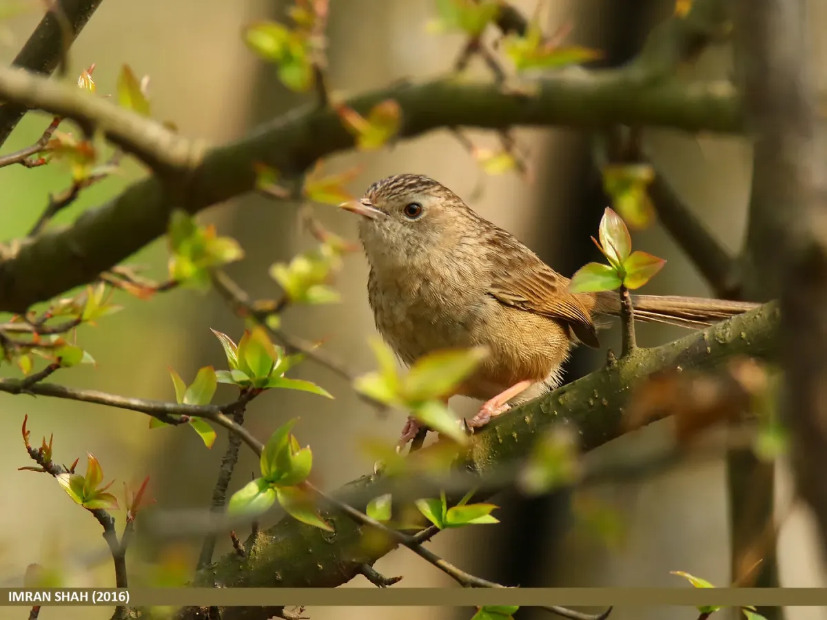 File:Striated Prinia (Prinia crinigera) (25088872426).jpg