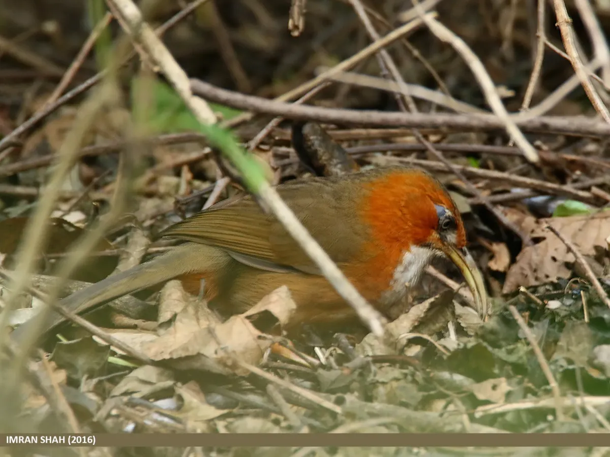 File:Rusty-cheeked Scimitar Babbler (Pomatorhinus erythrogenys) (25092836904).jpg