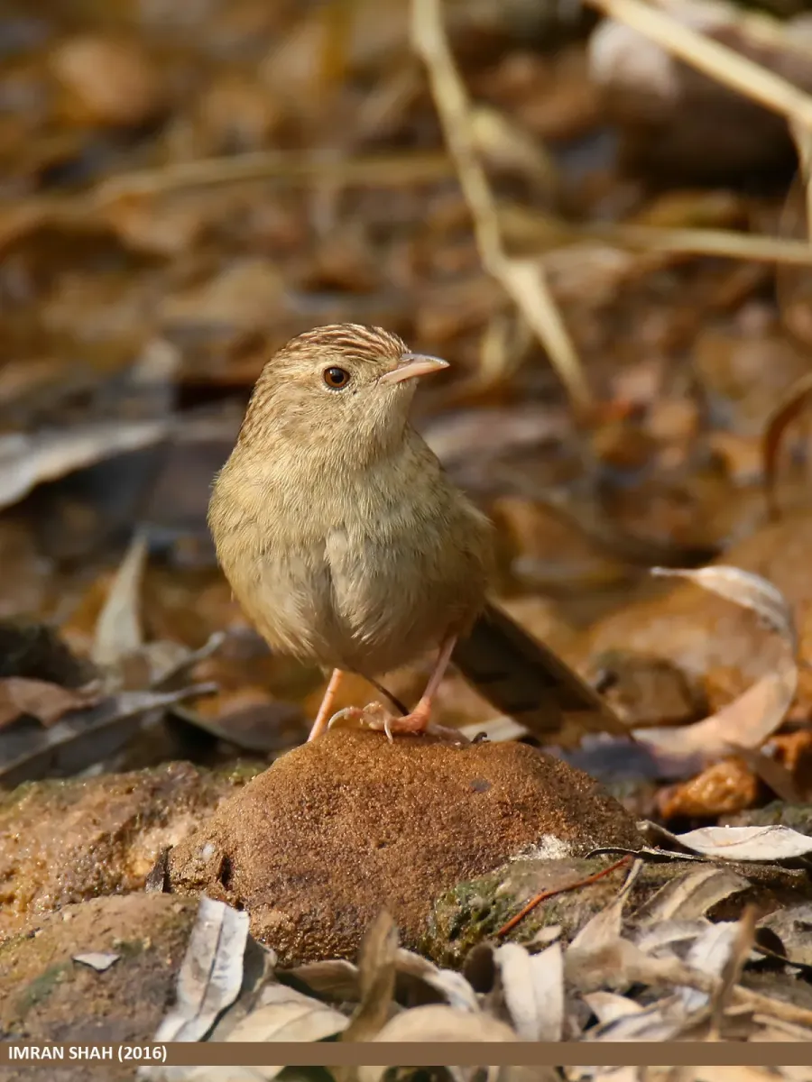 File:Striated Prinia (Prinia crinigera) (25498373253).jpg