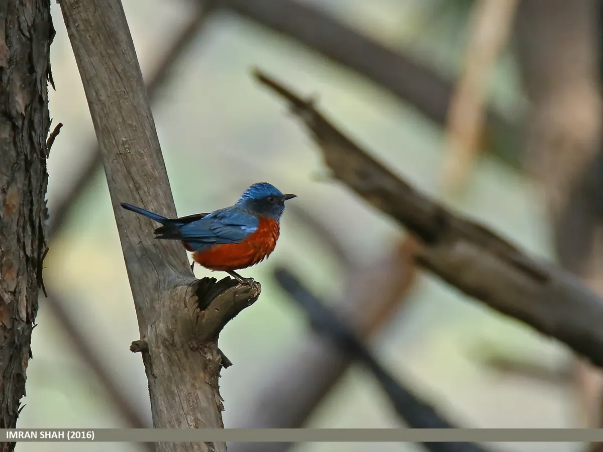 File:Chestnut-bellied Rock-thrush (Monticola rufiventris) (26233138505).jpg