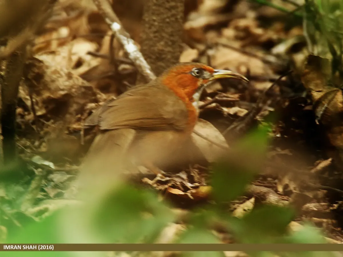 File:Rusty-cheeked Scimitar Babbler (Pomatorhinus erythrogenys) (25088391909).jpg