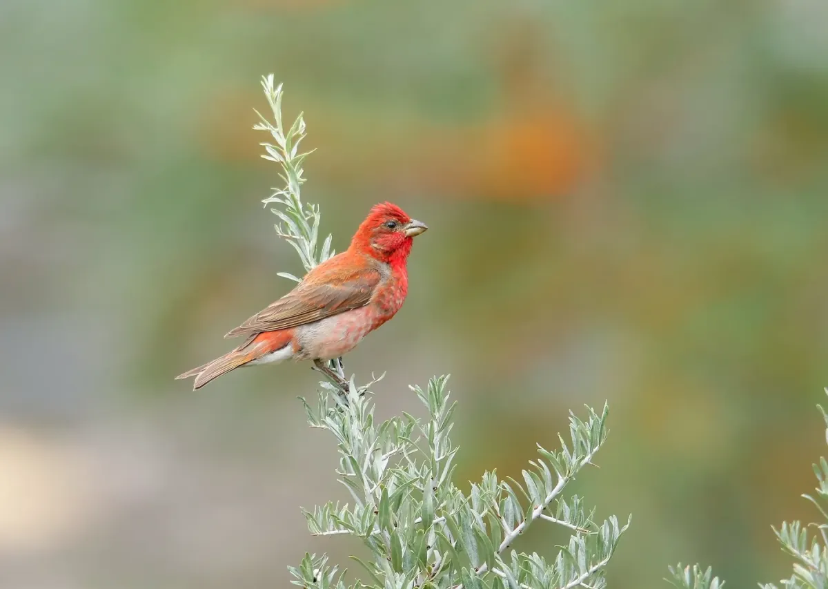 File:Common Rosefinch (Carpodacus erythrinus) (48706812718).jpg