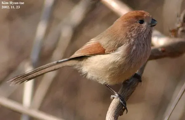 File:Sinosuthora webbiana in South Korea 03.jpg