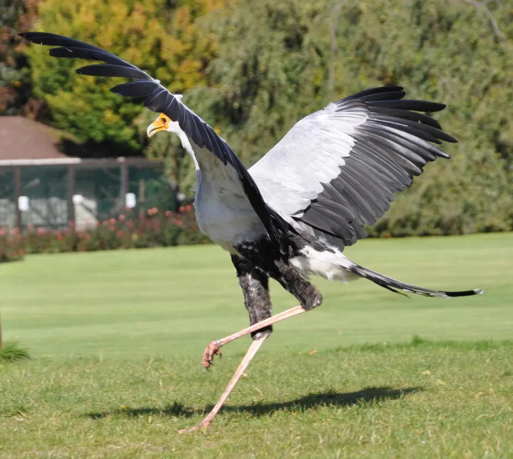 File:Sagittarius serpentarius qtl1.jpg