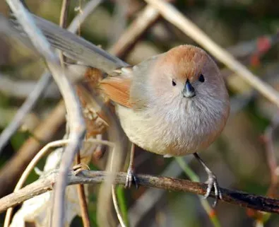 File:Sinosuthora webbiana in South Korea 10.jpg