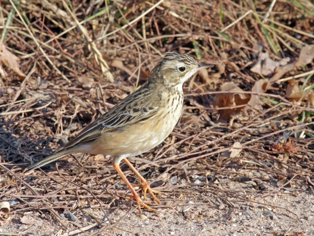 File:Blyth s Pipit Anthus godlewskii.jpg