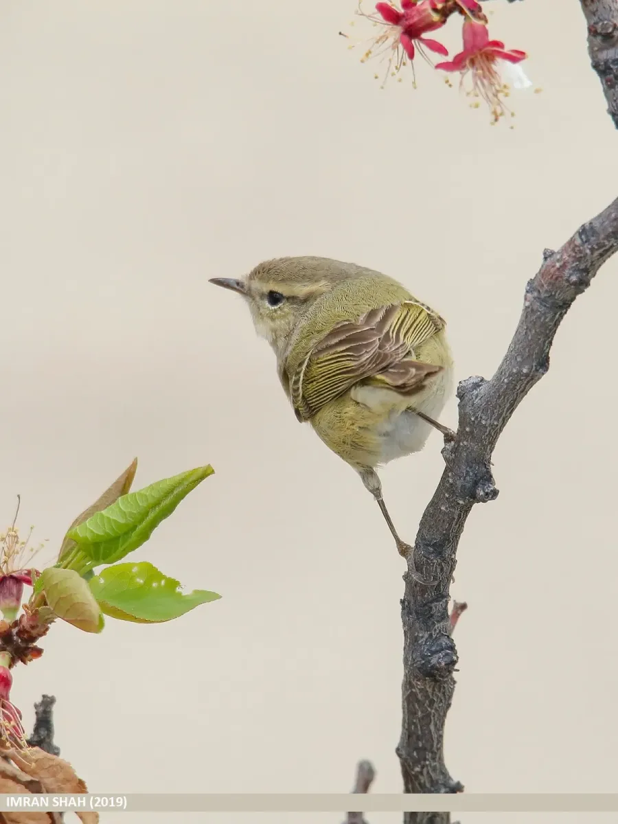 File:Hume's Warbler (Phylloscopus humei) (48828075393).jpg