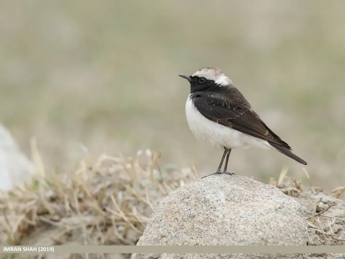 File:Pied Wheatear (Oenanthe pleschanka).jpg