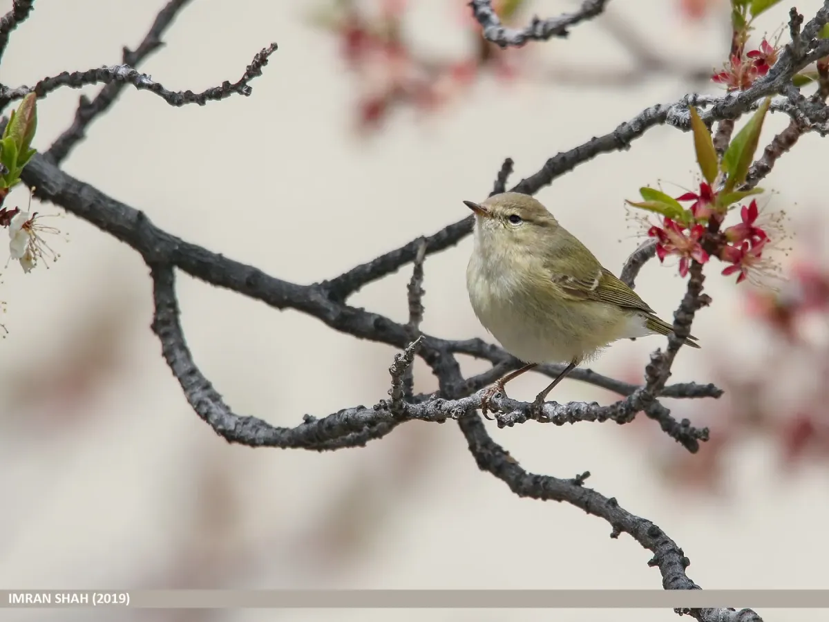 File:Hume's Warbler (Phylloscopus humei) - 48828586077.jpg