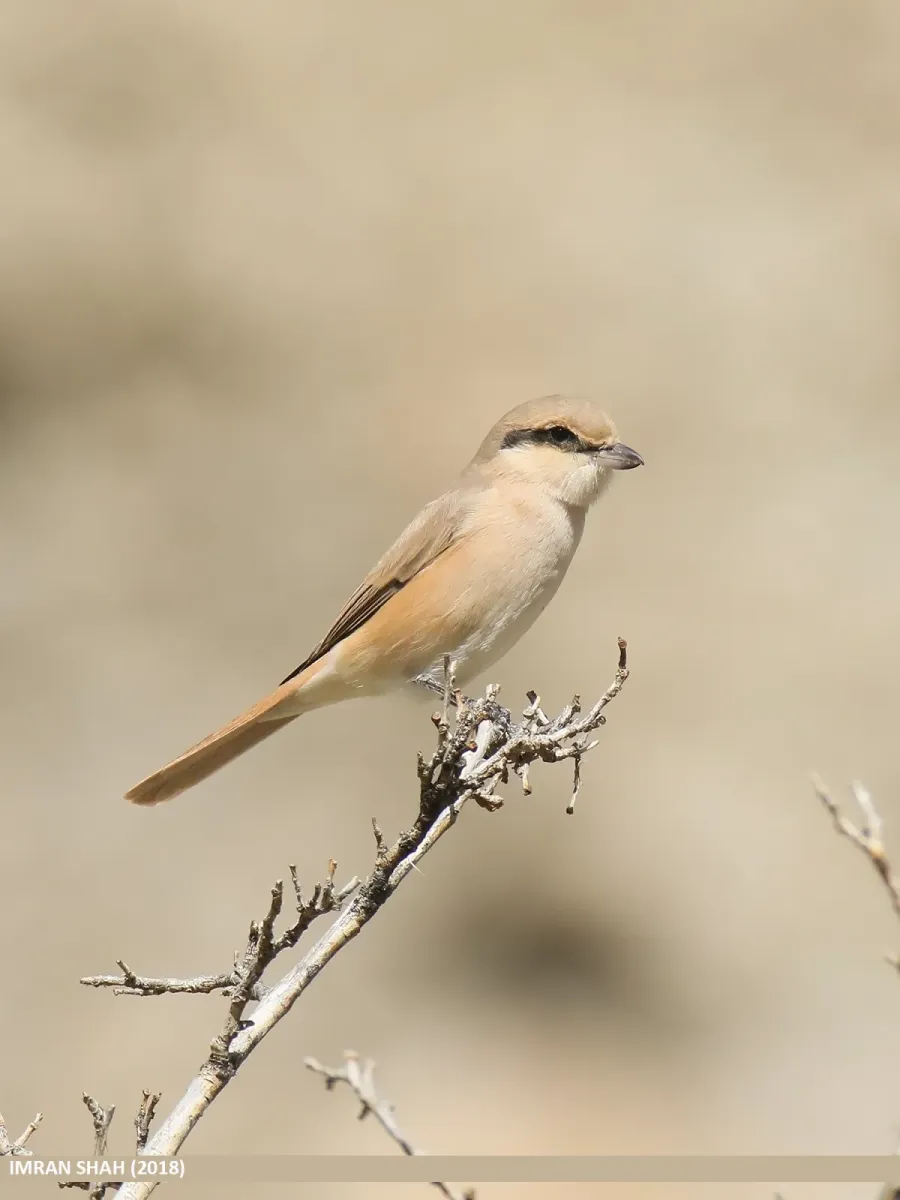 File:Rufous-tailed Shrike (Lanius isabellinus).jpg