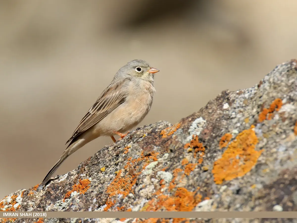 File:Grey-necked Bunting (Emberiza buchanani) - 48728677326.jpg