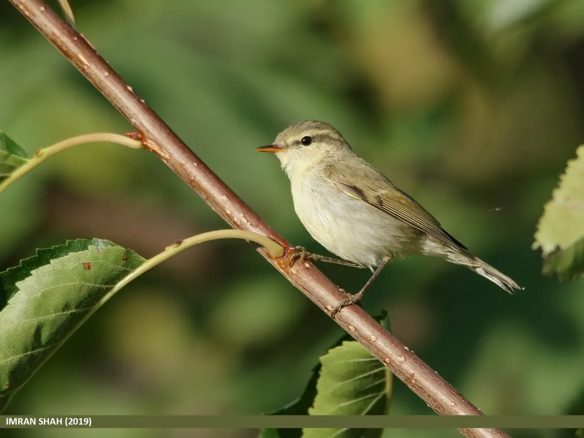 File:Greenish Warbler (Phylloscopus trochiloides) - 48728300083.jpg