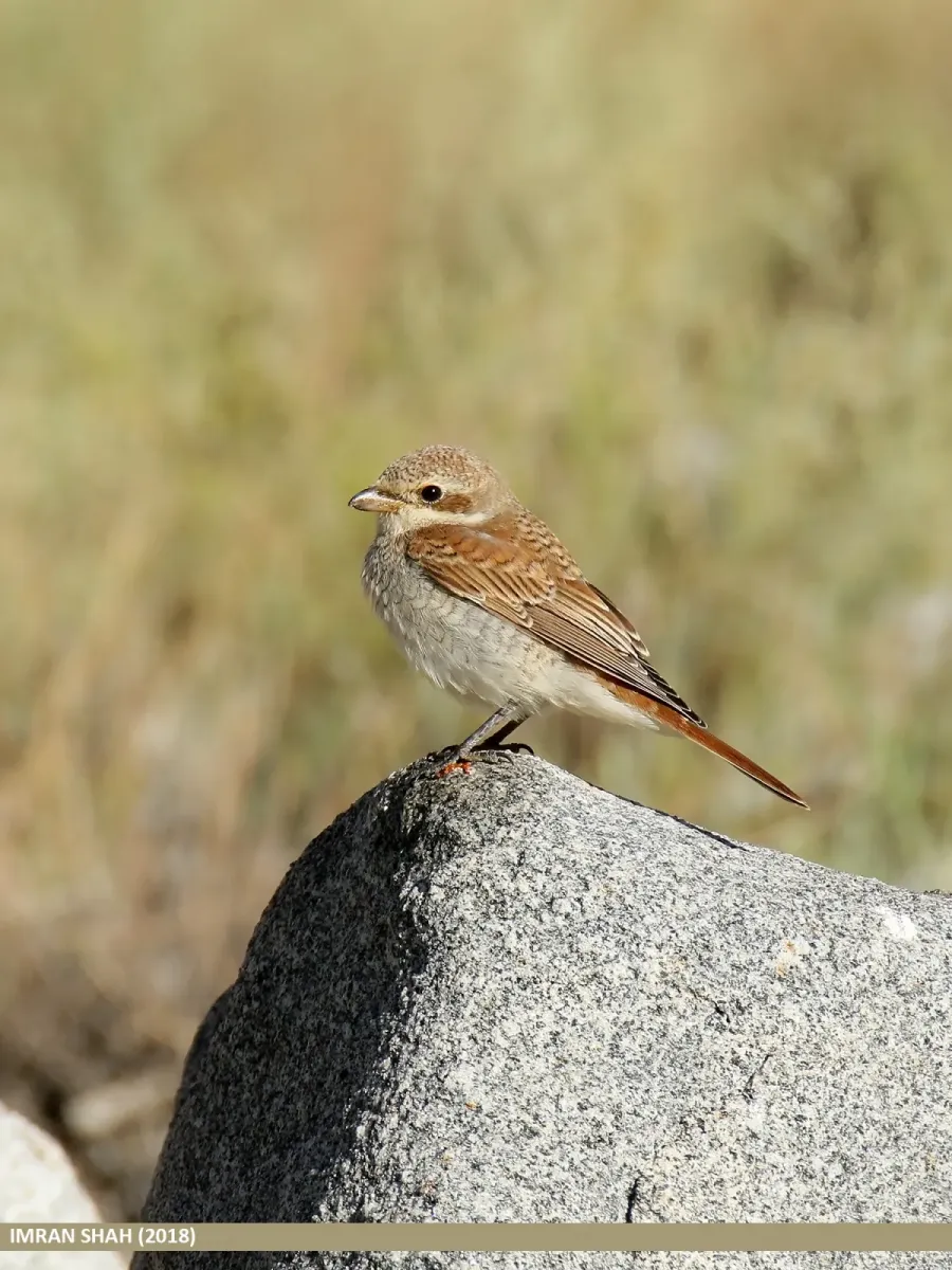 File:Rufous-tailed Shrike (Lanius isabellinus) - 48728886487.jpg