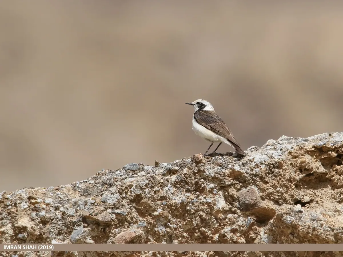 File:Pied Wheatear (Oenanthe pleschanka) - 48728811441.jpg