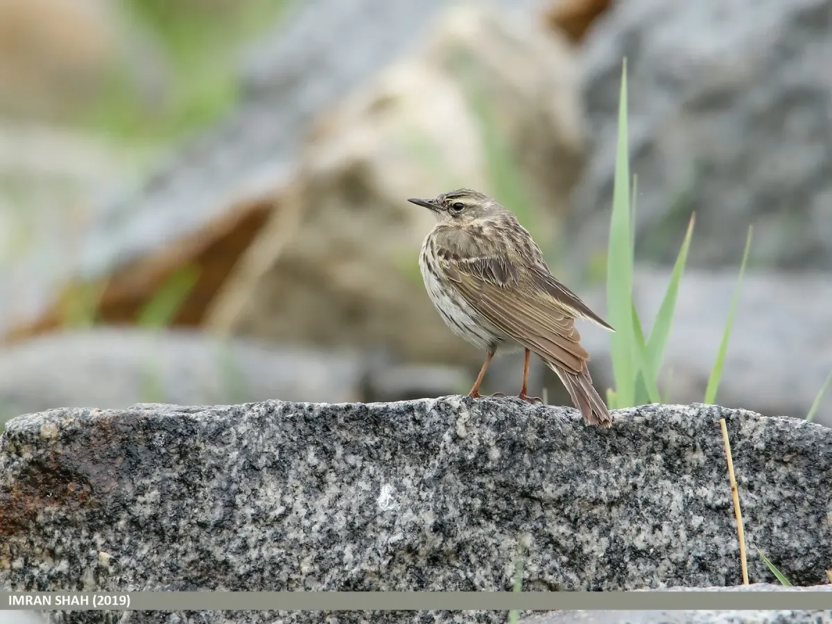 File:Rosy Pipit (Anthus roseatus) 1.jpg