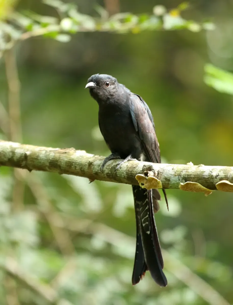 File:Surniculus dicruroides-Fork tailed drongo cuckoo.jpg