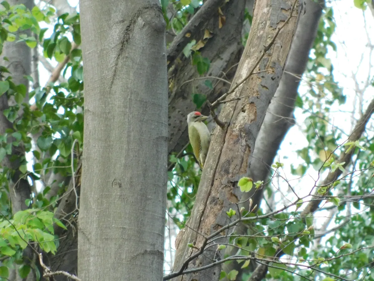 File:Siva žuna, mužjak (Picus canus); Grey-headed Woodpecker male.jpg