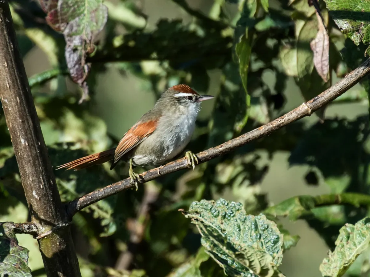 File:Cranioleuca antisiensis baroni - Line-cheeked (Baron's) Spinetail.jpg