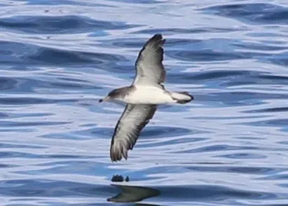 File:Calonectris borealis off Manomet, Massachusetts 11400418.jpg