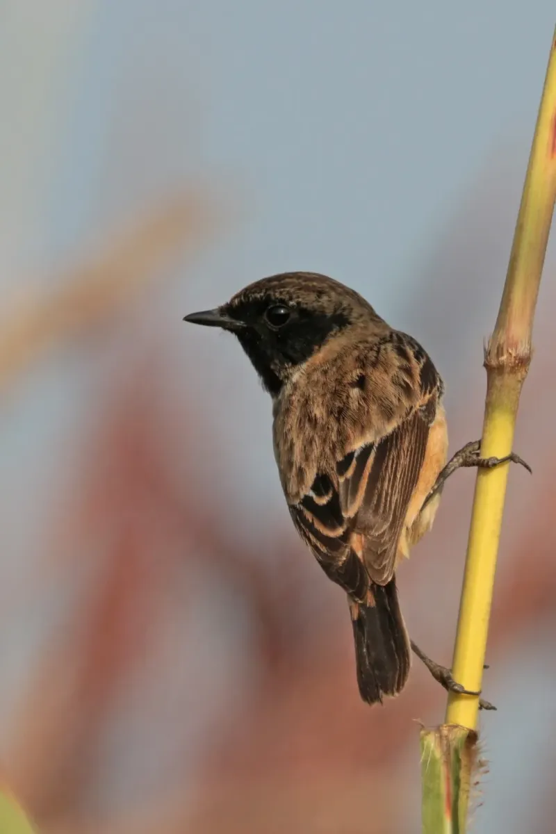 File:Asian stonechat (Saxicola maurus indicus) male non breeding Bardiya.jpg