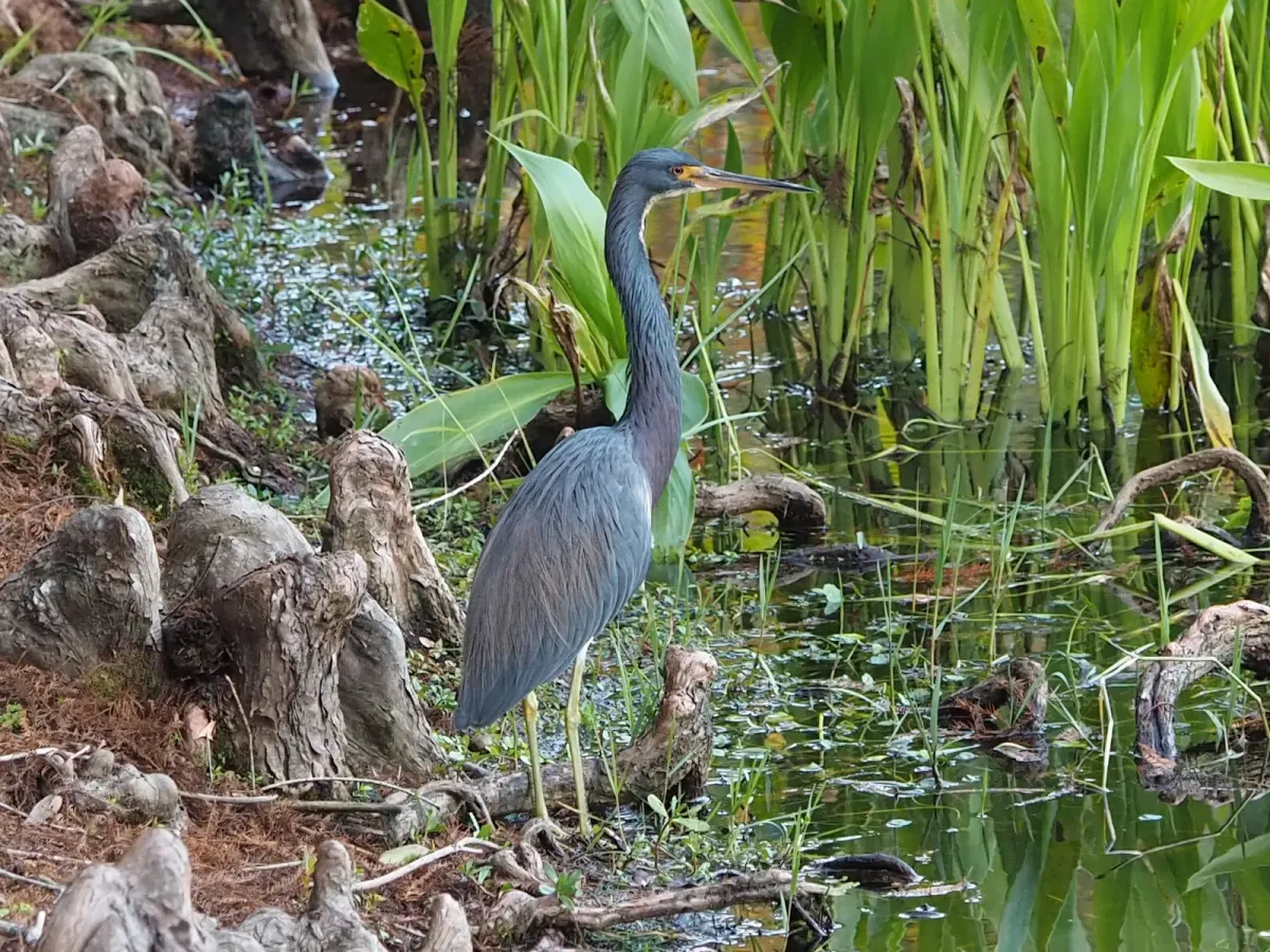 File:Tricolored Heron Egretta tricolor.jpg