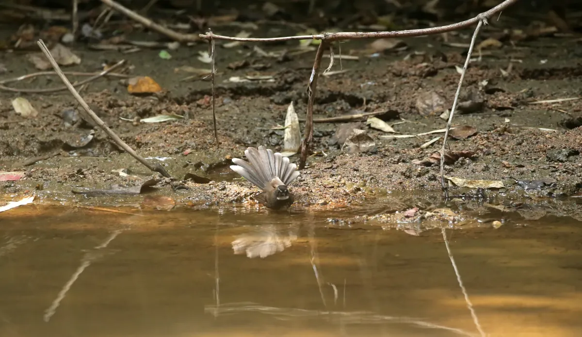 File:Spot breasted fantail-Rhipidura albogularis.jpg