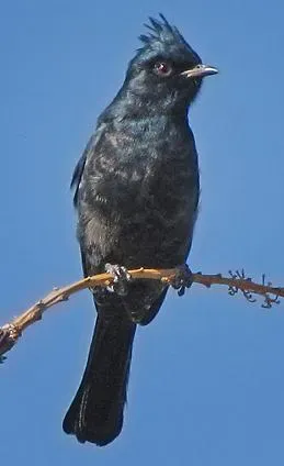 File:Phainopepla nitens.jpg
