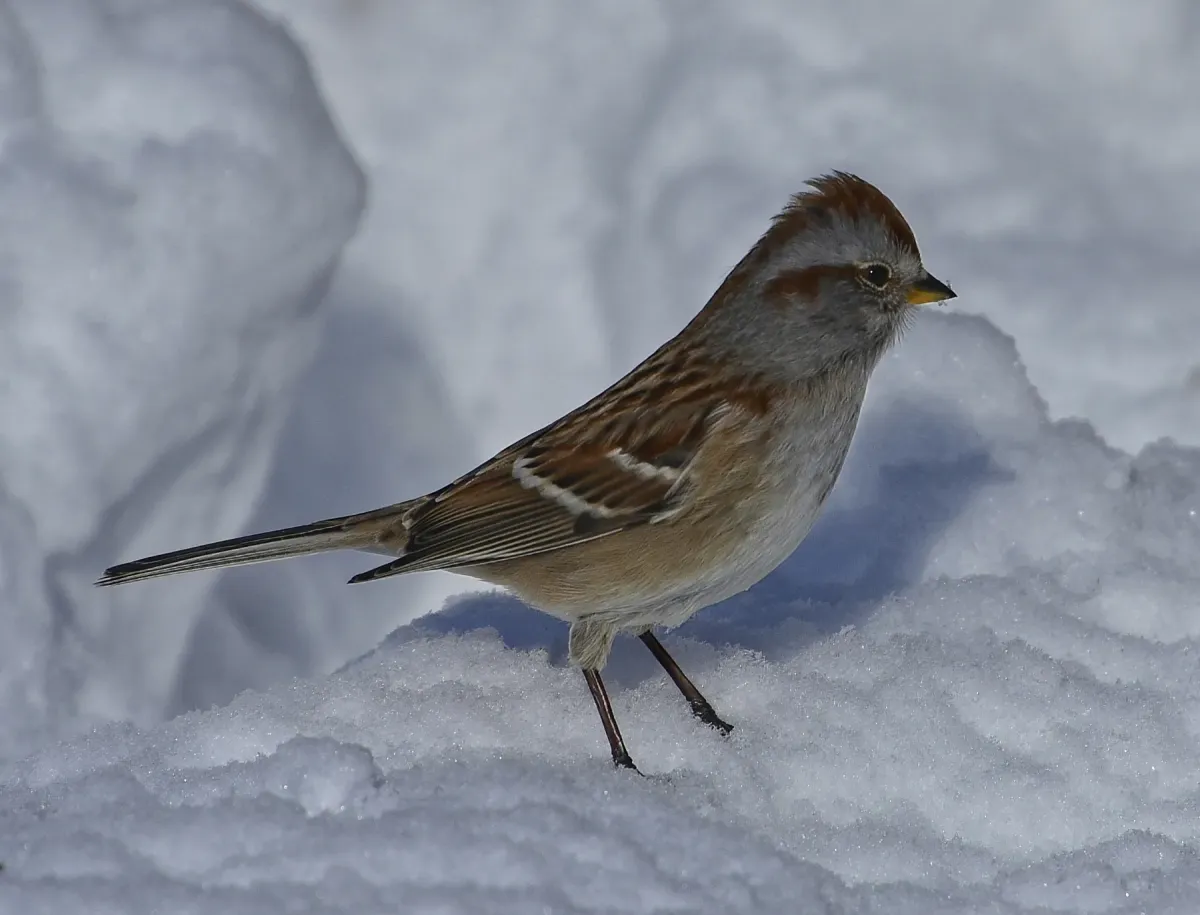 File:Spizelloides arborea Lambton Woods Toronto.jpg