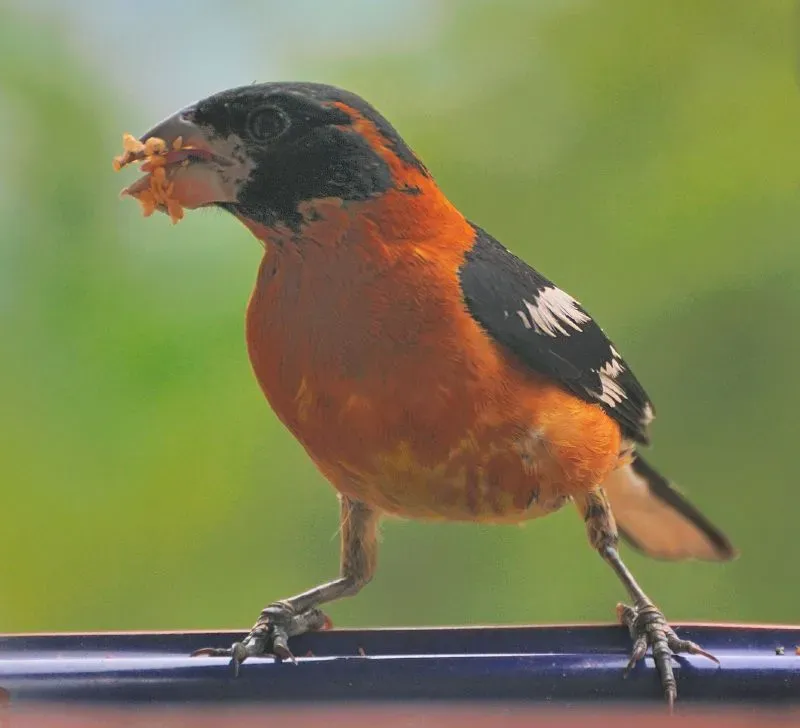 File:Pheucticus melanocephalus M Swainson.jpg