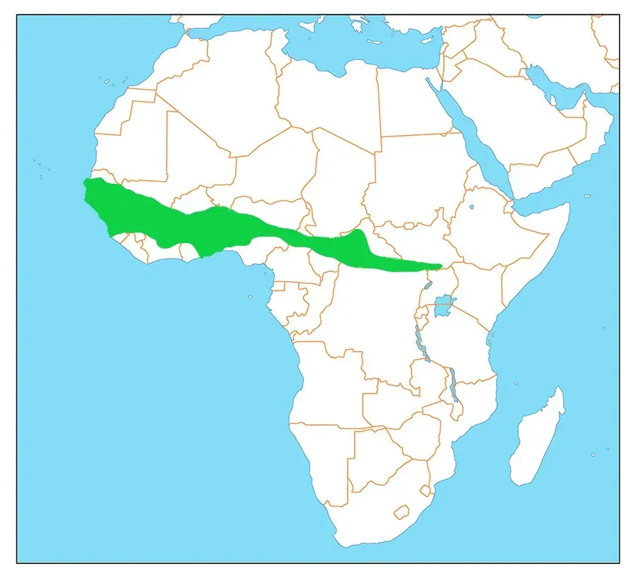 File:Coracias cyanogaster dist.jpg