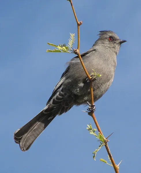 File:Phainopepla nitens F.jpg
