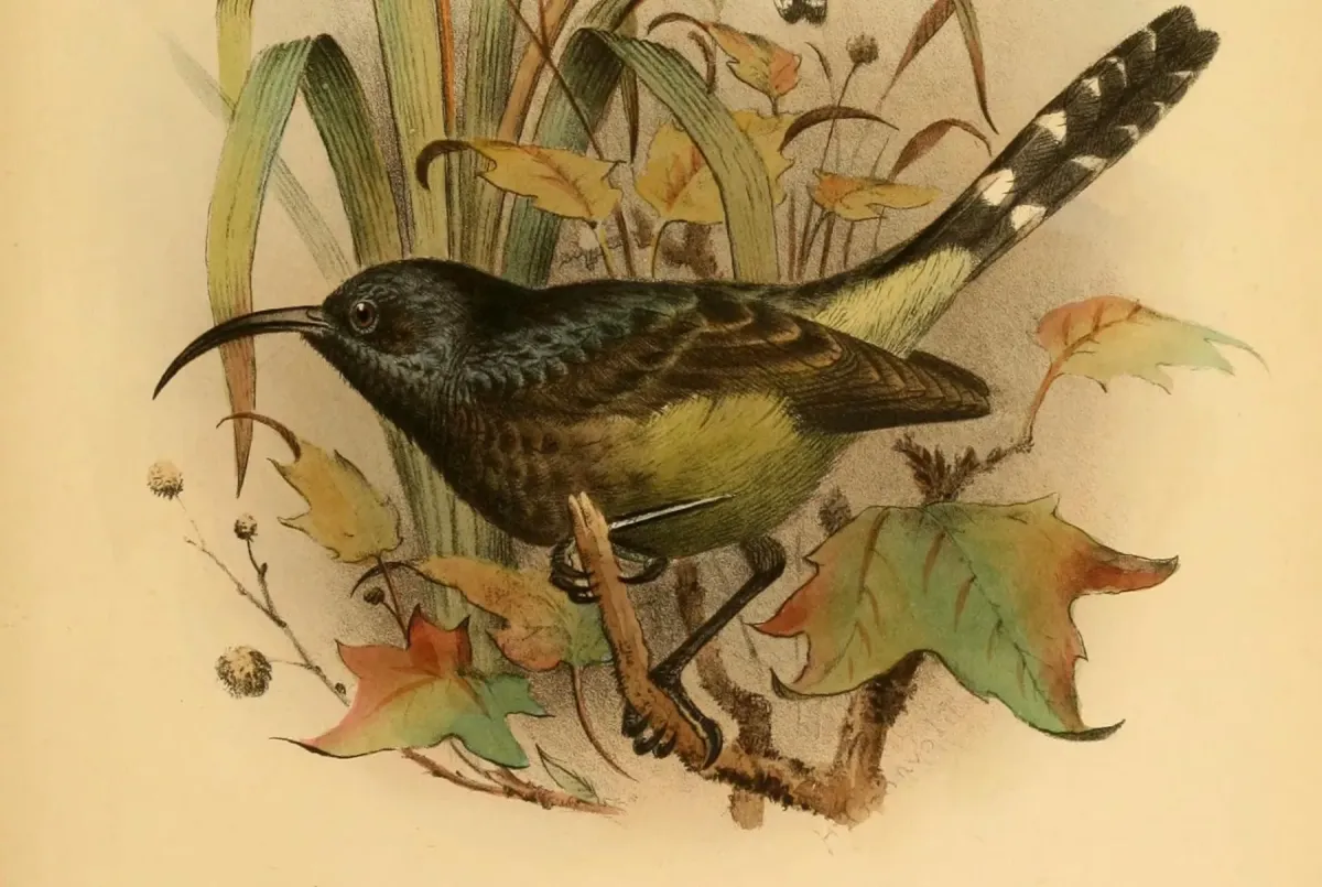 File:The birds of Africa (Shelley) - Plate 05, 1900 (7837797768), Dreptes thomensis.jpg