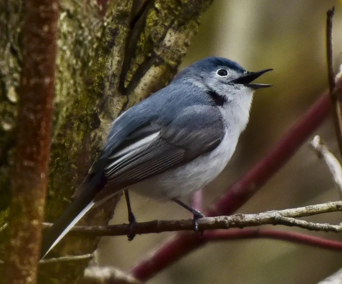 File:Polioptila caerulea m Tommy Thompson Park2.jpg