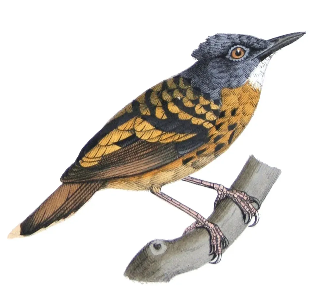 File:Hylophylax naevius theresae Castelnau.jpg