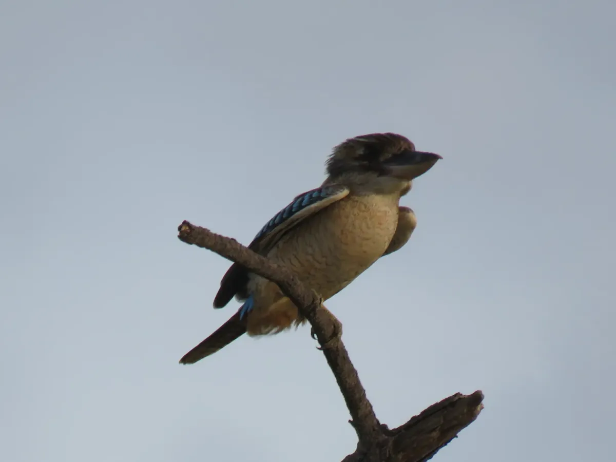 File:Dacelo leachii (49587742412).jpg