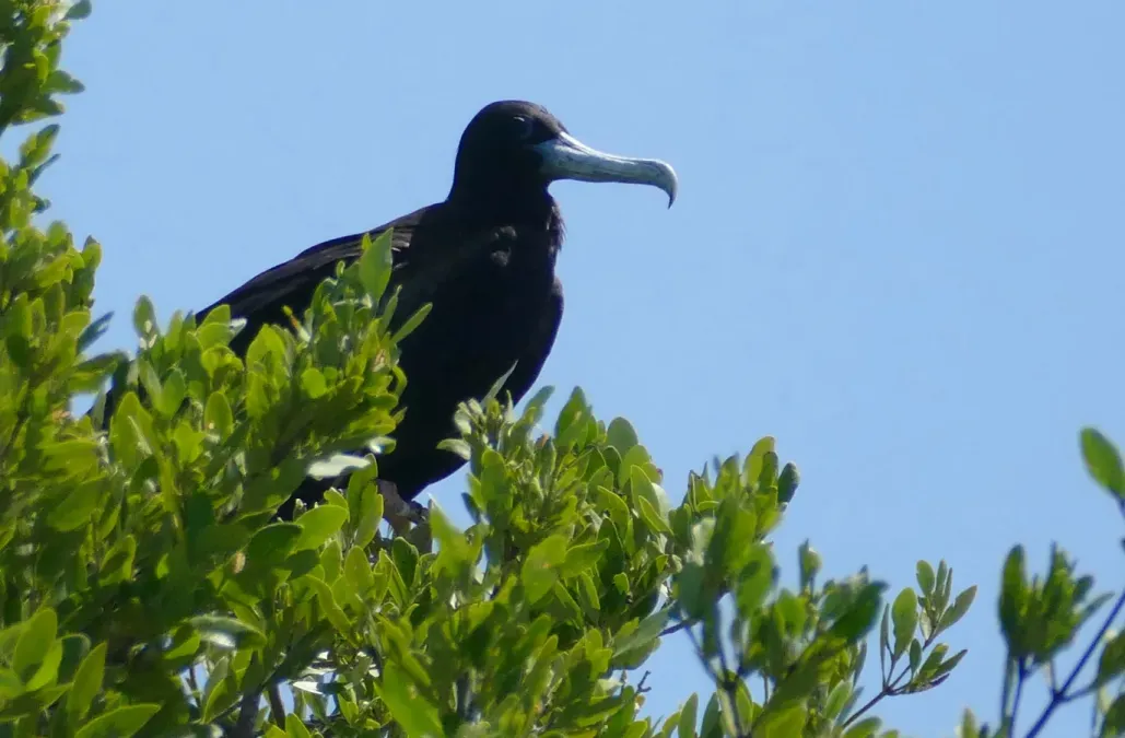 File:Magnificent Frigatebird (Fregata magnificens) male - Isla Contoy QR 2020.jpg