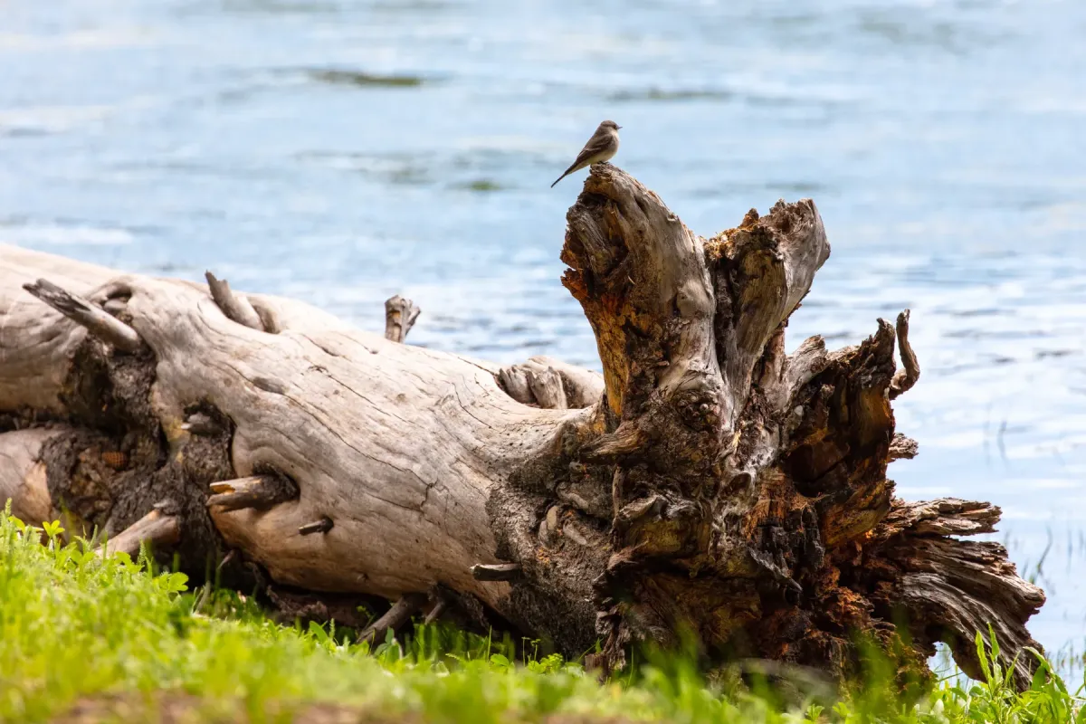 File:Western wood peewee (Contopus sordidulus) perched on a log near the Yellowstone River (42879547832).jpg