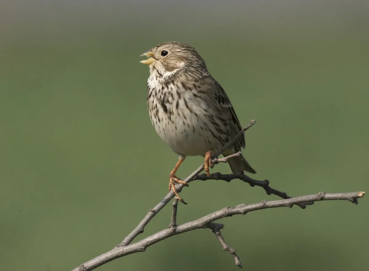 File:Emberiza calandra - Corn bunting 04.jpg
