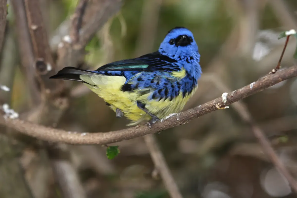 File:Tangara mexicana -captive -side-8a.jpg