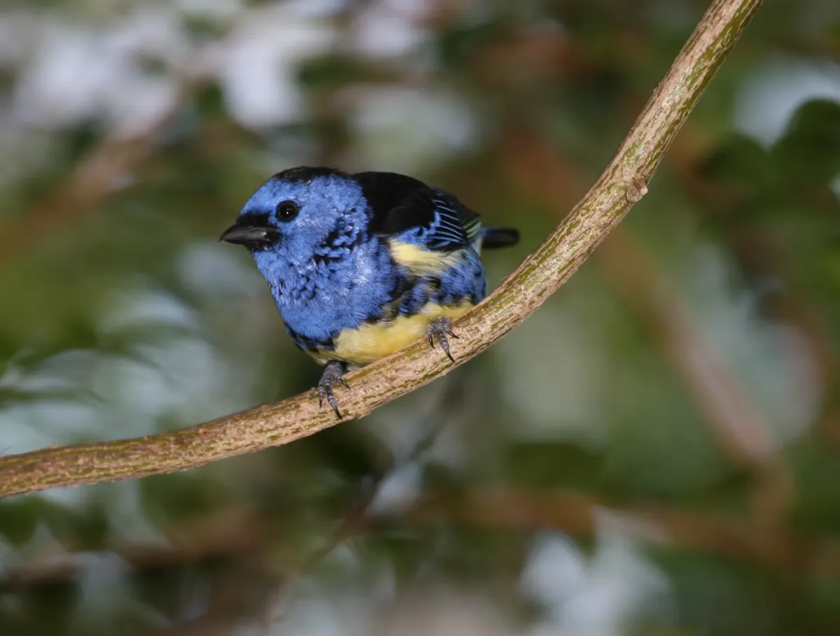 File:Tangara mexicana -captive -front-8a.jpg